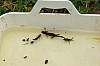 IMGP3182-salamander vrouwtje.JPG